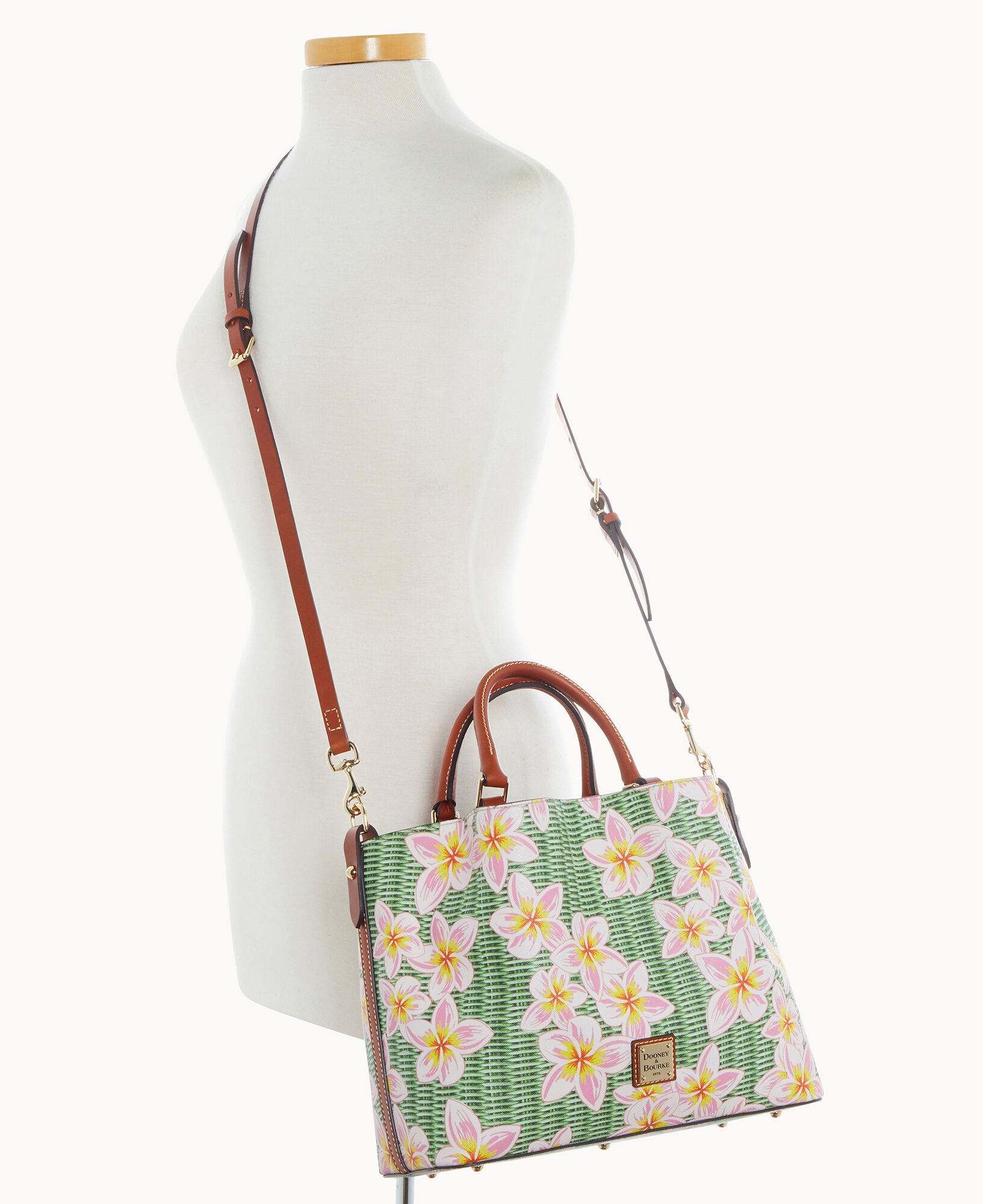 Plumeria Brenna - Image 12